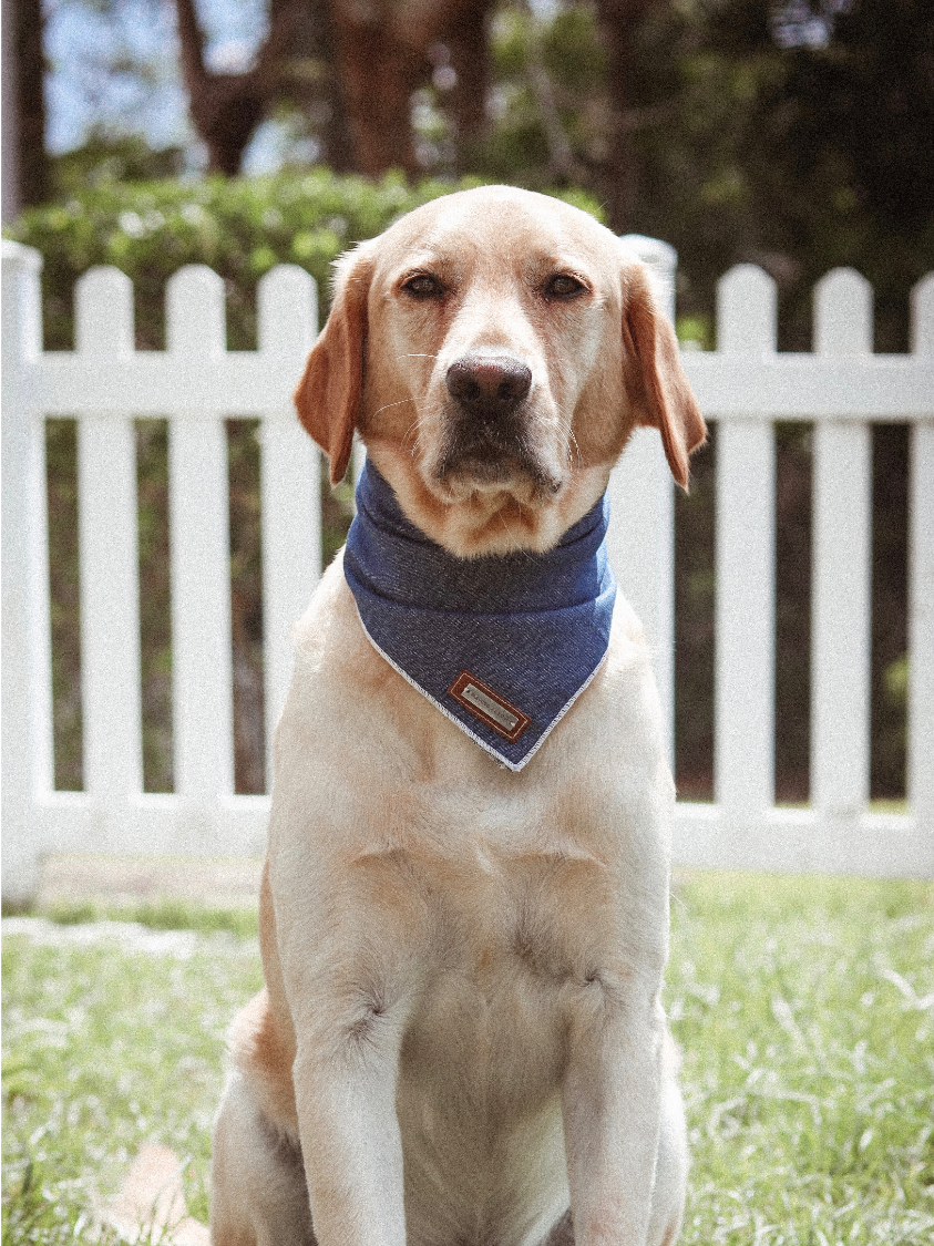 DENIM PET BANDANA