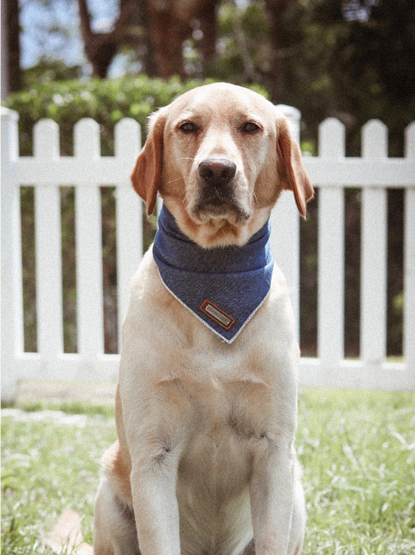 DENIM PET BANDANA