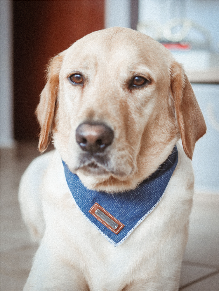 DENIM PET BANDANA